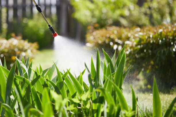 24/7 Emergency Termite Control experts in Burley, WA