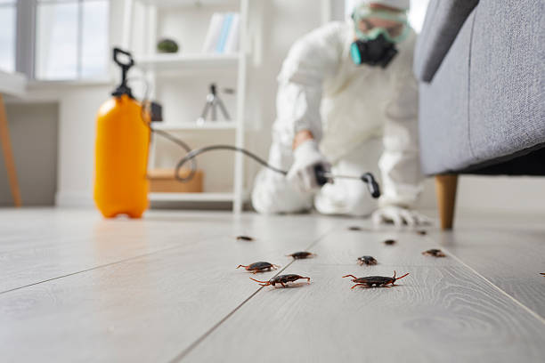 Affordable Termite Control solutions in Burley, WA